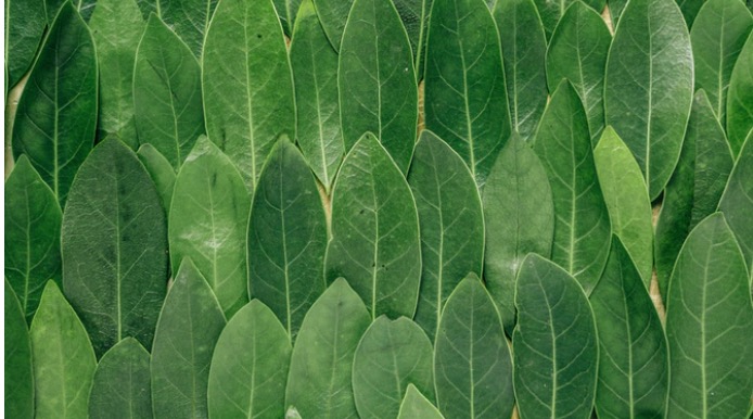 Daniel Goleman on Emotions, Wellbeing & Mindfulness