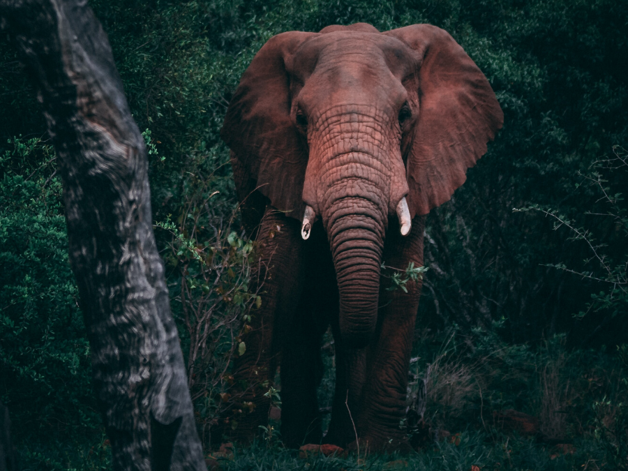 Illuminate: Strengthen the Muscles of Your Optimism